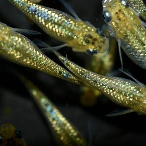 【上州・貴めだか 】【普通鰭】『夜桜ゴールド 極ラメ』 有精卵40個＋補償分40個＋α ※非常に明るい金色でラメがぎっしりです！の画像1