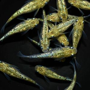 【上州・貴めだか 】【普通鰭】『夜桜ゴールド 極ラメ』 有精卵40個＋補償分40個＋α ※非常に明るい金色でラメがぎっしりです！の画像6