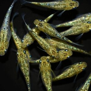 【上州・貴めだか 】【普通鰭】『夜桜ゴールド 極ラメ』 有精卵35個＋補償分35個＋α ※非常に明るい金色でラメがぎっしりです！の画像2