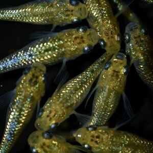 【上州・貴めだか 】【普通鰭】『夜桜ゴールド 極ラメ』 有精卵25個＋補償分25個＋α ※非常に明るい金色でラメがぎっしりです！
