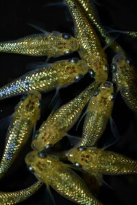 【上州・貴めだか 】【普通鰭】『夜桜ゴールド 極ラメ』 有精卵30個＋補償分30個＋α ※非常に明るい金色でラメがぎっしりです！