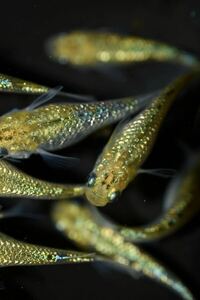 【上州・貴めだか 】【普通鰭】『夜桜ゴールド 極ラメ』 有精卵25個＋補償分25個＋α ※非常に明るい金色でラメがぎっしりです！