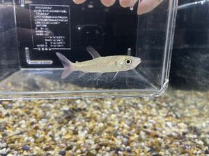 ペルー便WILDピンクテールカラシン6cm±