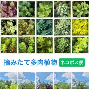 多肉植物カット苗セット〈ネコポス便〉お昼までのご購入即日発送いたします.･* 全15種類