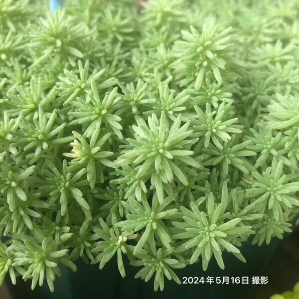 斑入りパリダム　カット苗　多肉植物　セダム