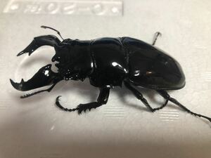 即ブリ　タランドゥスオオツヤクワガタ　♂87mm ♀56mm ♀56mm 5月5日発送