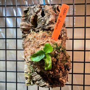 [ spo a stock ] staghorn fern celso tatsuta × hillii cv.Dragon cell sotatsutahi Lee Dragon cork attaching 