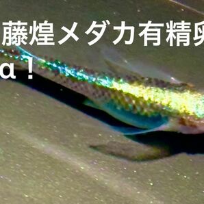 大特価！【極上種親】藤煌メダカ有精卵15個＋α！ 体外光ばっちし！ 花魁 ラメ王 青系 ブルータイプ メダカ 卵販売 有精卵