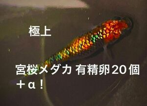 極上 宮桜メダカ 有精卵20個＋α しっかり濃いラメ 夜桜ゴールド 卵