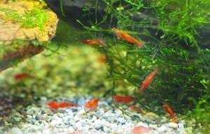 * red mi Nami freshwater prawn 15 pcs freebie (fu. real,re drum z horn ) attaching domestic production *