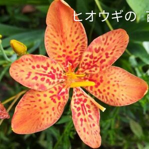 ヒオウギの開花見込み株