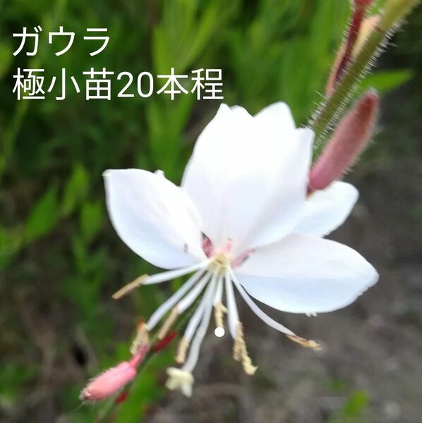 ガウラ白花極小苗20本