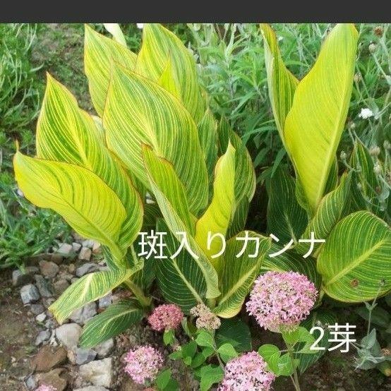 斑入りカンナ2芽（二株）