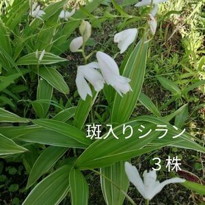 斑入りシラン（白花）３株