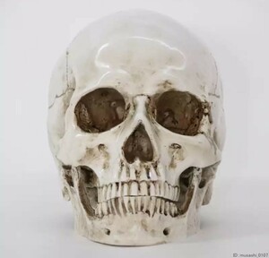 医療モデル 1:1 人間 頭部モデル 頭蓋骨 解剖学 レプリカ 樹脂 インテリア 装飾 アンティーク 雑貨 ハロウィン スカル 髑髏 骸骨 uz-2277