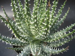 *Aloe pratensis * aloe /p Latin sisXA03
