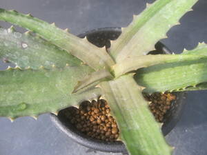 *Aloe cinerea * aloe /kine rare YA02