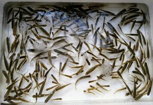 【活きエサ用】エサ用川魚つめあわせ100匹　肉食魚などの餌に