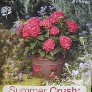 紫陽花 アジサイ ☆Summer Crush☆苗 まだ小さな蕾です♪ 渋めの赤いお花です(^-^)