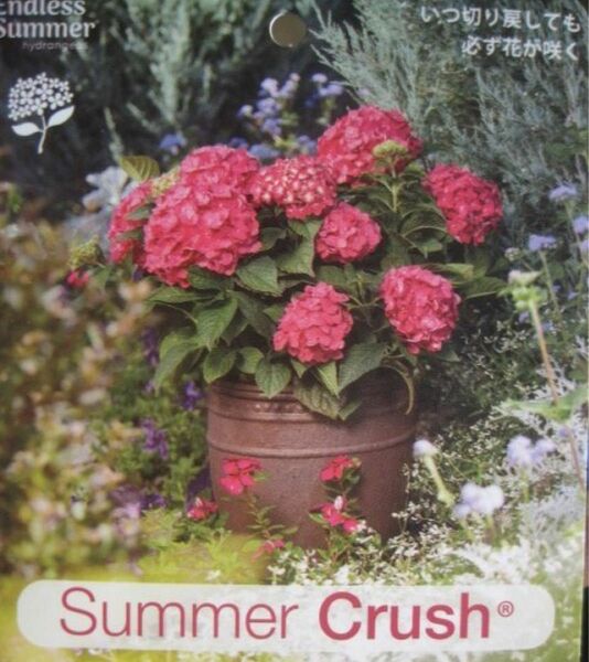 紫陽花 アジサイ ☆Summer Crush☆苗 まだ小さな蕾です♪ 渋めの赤いお花です(^-^)