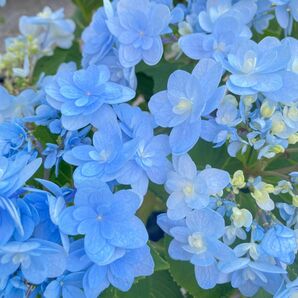 紫陽花 アジサイ 佳澄 5号 出品忘れて…花咲き進みあります^^; 可愛いブルーのガクアジサイです♪