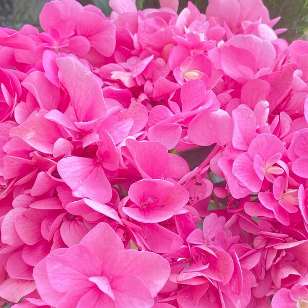 紫陽花 アジサイ ☆もこもこたん☆ 5号 5/6撮影 少し咲き進みあり 一部渋めなカラーになってます♪