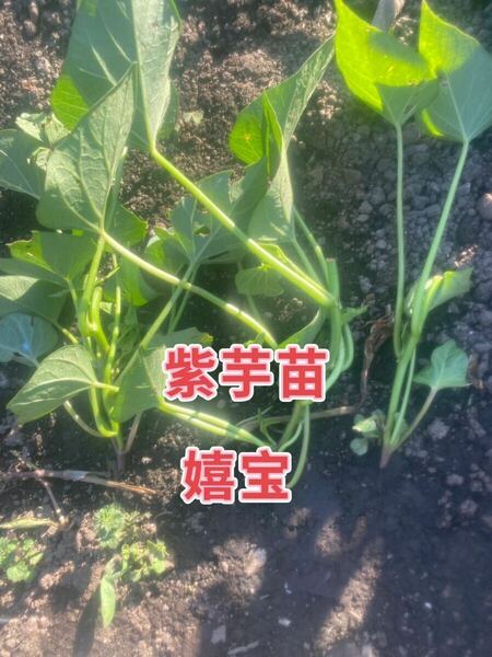 紫芋苗20本