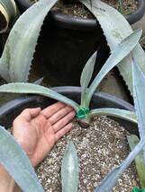 アガベ・フランゾシニー　Agave americana var. franzosinii　抜き苗発送★_画像7