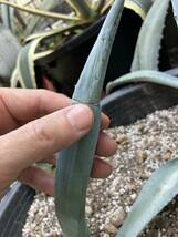 アガベ・フランゾシニー　Agave americana var. franzosinii　抜き苗発送★ 2_画像5