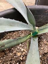 白銀巨大アガベ アメリカーナ　アブルプタ Agave americana v.abrupta _画像6