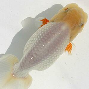 【MK-R】二歳魚、約12.5センチ、No,8804 らんちゅうの画像2