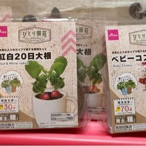 栽培セット土とタネ　サラダルッコラ×2 紅白20日大根×2 ベビーコスモス1 ホワイトクローバー1の６袋　有効期間24.8