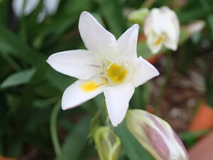 原種　フリージア　ムイリー　開花球根　1個　【芳香あり】ｄ