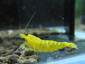 [S.NOBEL] high grade Gold Galaxy fish bo-n Korea Handsome bleed last exhibition . egg pair + extra 1 shrimp 