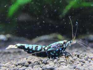 [S.NOBEL] special exhibition AZUL bleed KING.. highest peak black Galaxy fish bo-n male 1 female 4 shrimp 