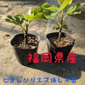 福岡県産　ビオレソリエス挿し木苗　2鉢セット