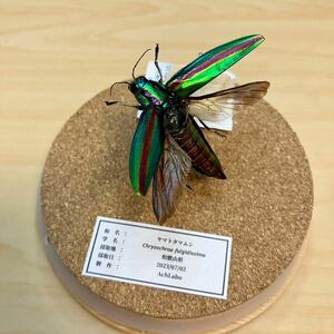 [ insect specimen ] Yamato tamamsi. sho glass case entering 