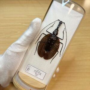 [ insect specimen ] violin msi glass case entering 