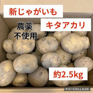 新じゃがいも　キタアカリ　約2.5kg