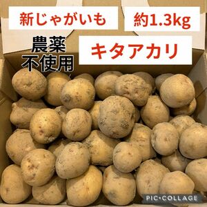 新じゃがいも　キタアカリ　約1.3kg