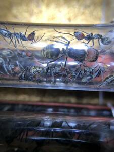 Camponotus singularis ズアカオオアリ　女王1匹＋ワーカー50匹　【死着保証あり】