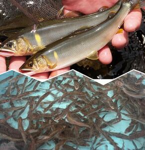 鮎　幼魚３０匹＋α　５㎝前後　人工繁殖　飼育観賞用　コケ取り　年魚　川魚② 【死着保証無し】