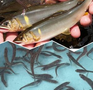 鮎　幼魚2０匹＋α　５㎝前後　人工繁殖　飼育観賞用　コケ取り　年魚　川魚②【翌日到着地域限定】