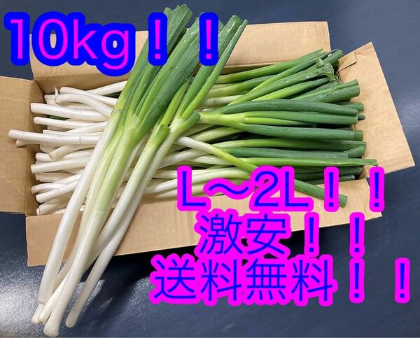 白ネギ L〜2L 激安 送料無料 10kg お買い得 根深 岩月 長ネギ 国産 至福の極甘 農家直送 朝採り