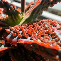 アロエ ハイブリッド ラヴァ Aloe hybrid Lava アロエラボ_画像2
