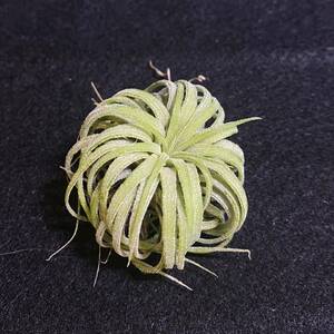 Tillandsia ionantha curlyti Ran ji I o naan ta