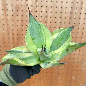 240506【特選カリフォルニア輸入株】 アガベ オバティフォリア オルカ Agave ovatifolia orca