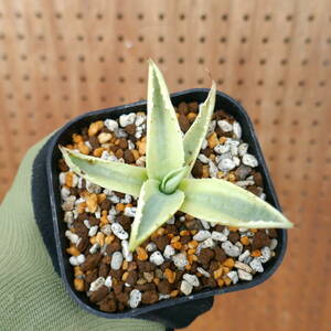 240509【特選カリフォルニア輸入株】 アガベ アメリカーナ 斑入り 糊斑 agave americana