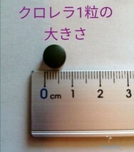○クロレラ100粒　エサ　メダカ　川魚　ミジンコ_画像3