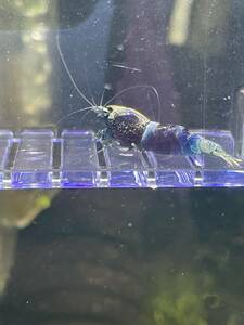  north . shrimp! immediately war power! Samurai blue! male 2 pcs + female 2 pcs + extra female! total 5 pcs! breeding set!